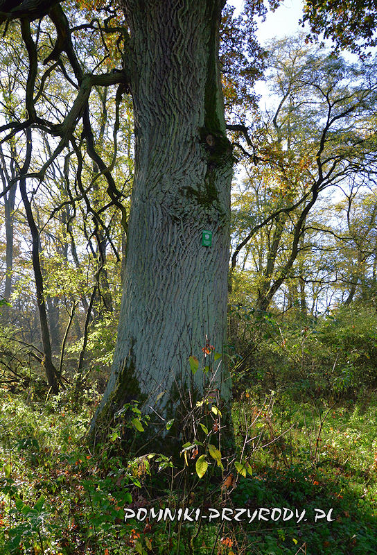 las k. Łęgowa - pień pomnikowego dębu o obwodzie 479 cm