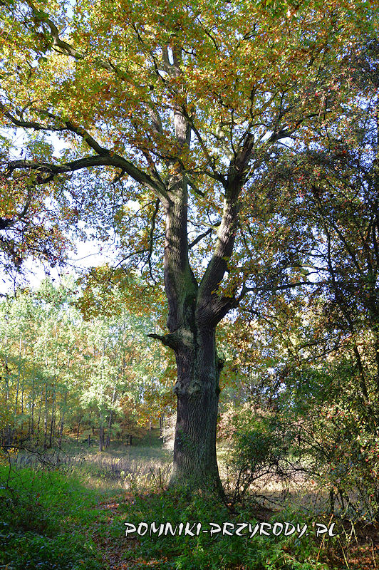 las k. Łęgowa - pień pomnikowego dębu o obwodzie 486 cm