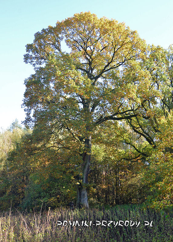 las k. Łęgowa - pomnikowy dąb o obwodzie 486 cm