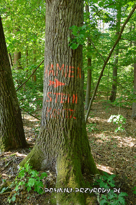 namalowany na drzewie drogowskaz do Kamienia Moritza