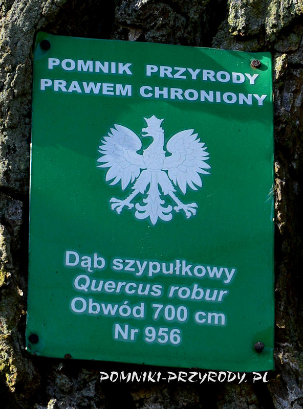 tabliczka na dębie Łęgowiak