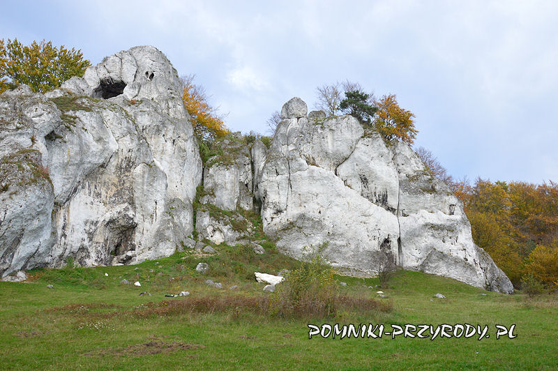 5 Marzec 2023 Pomniki Przyrody