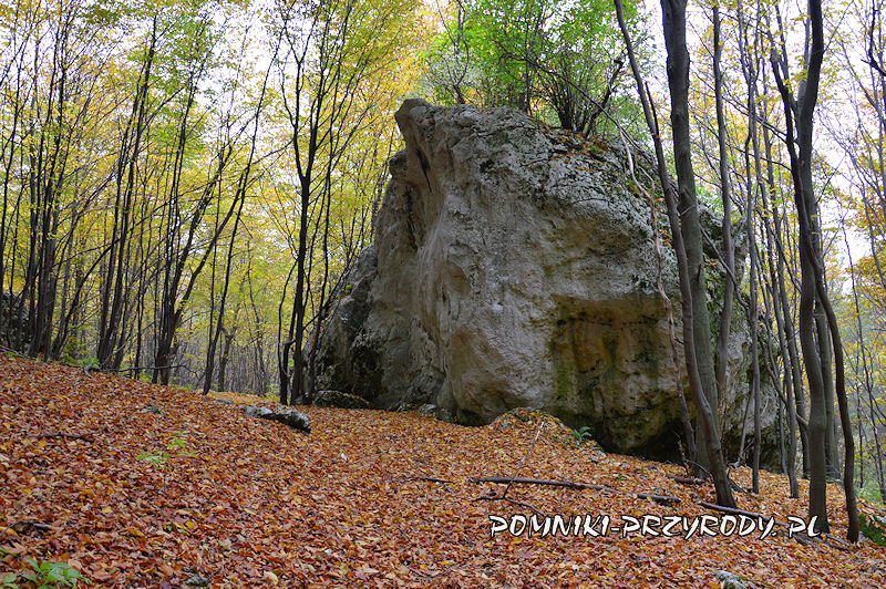 30. Rzędkowice - skała wapienna w lesie