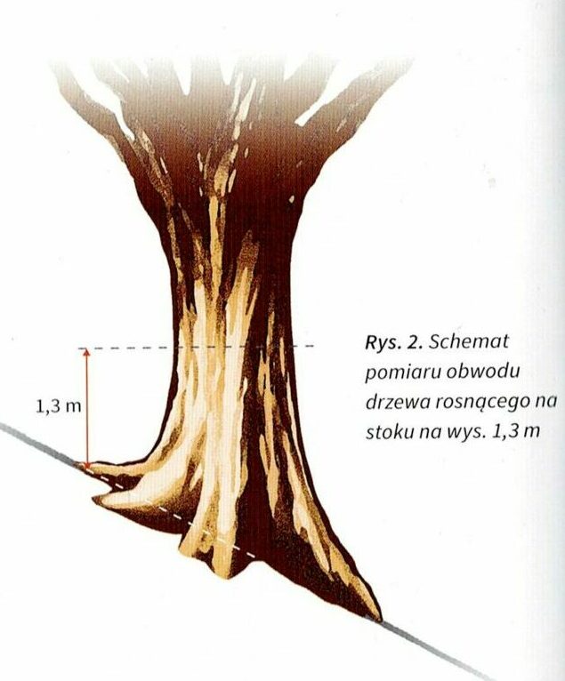 zasada pomiaru drzewa rosnącego na stoku