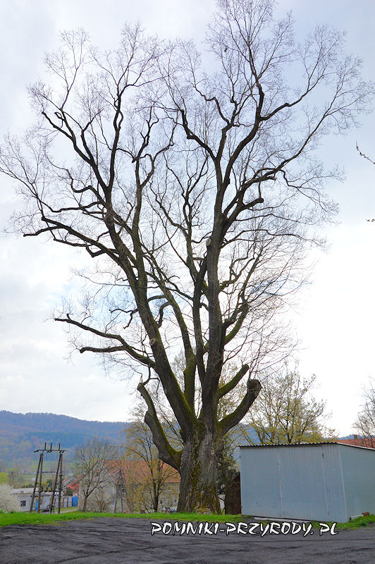 Wiśniowa - najgrubszy z pomnikowych dębów o obwodzie 770 cm