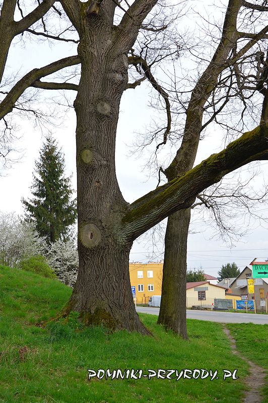 Wiśniowa - pień pomnikowego dębu o obwodzie 578 cm