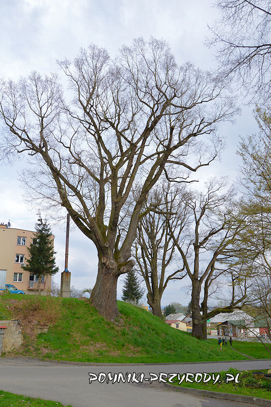 Wiśniowa - pomnikowy dąb o obwodzie 770 cm