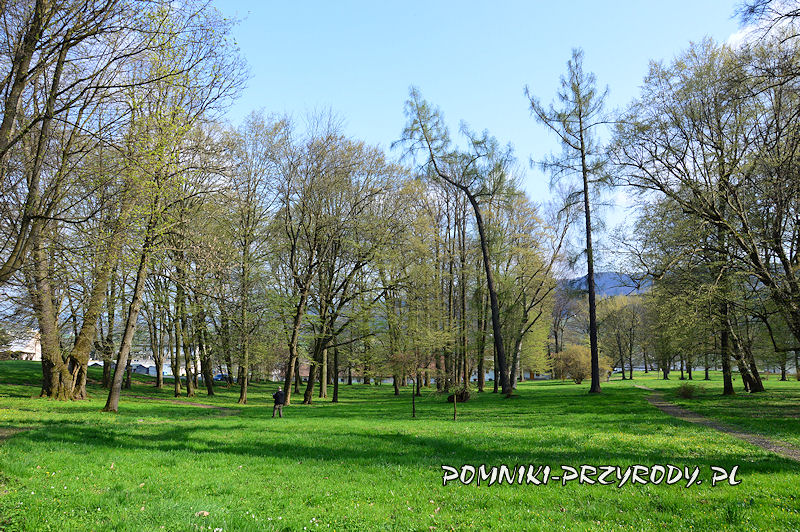 fragment parku w Wiśniowej