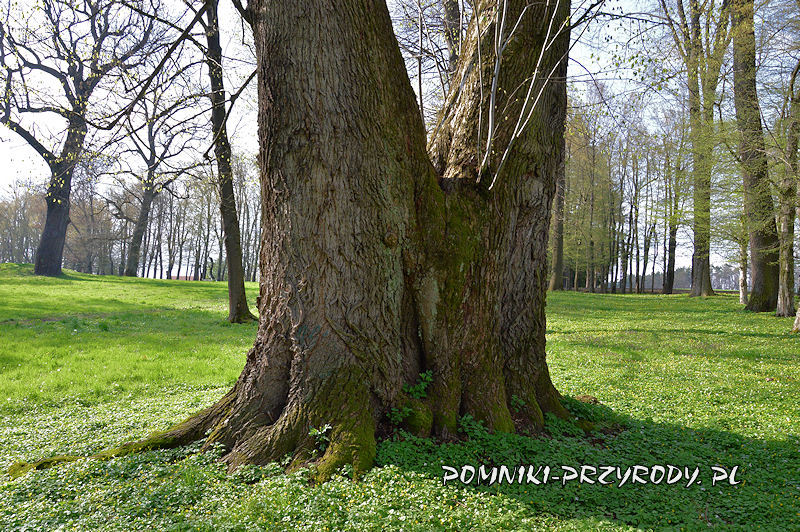 park w Wiśniowej - pień pomnikowej lipy drobnolistnej