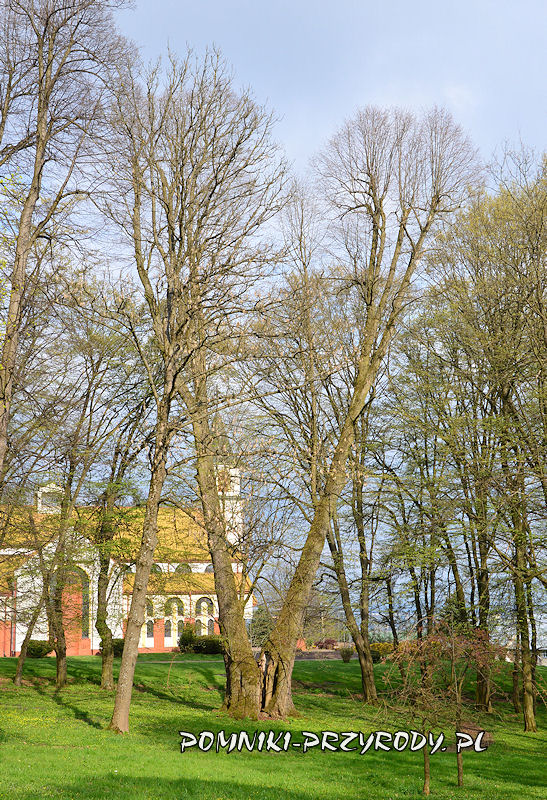 park w Wiśniowej - pomnikowa lipa drobnolistna