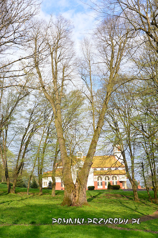 park w Wiśniowej - pomnikowa lipa na tle kościoła