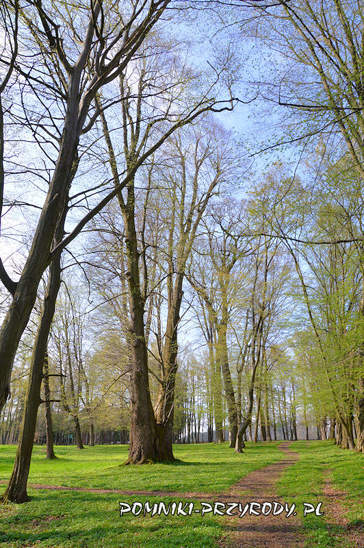 park w Wiśniowej - pomnikowa lipa