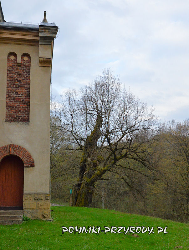dąb Jagiellon rosnący przy cerkwi w Rzepniku