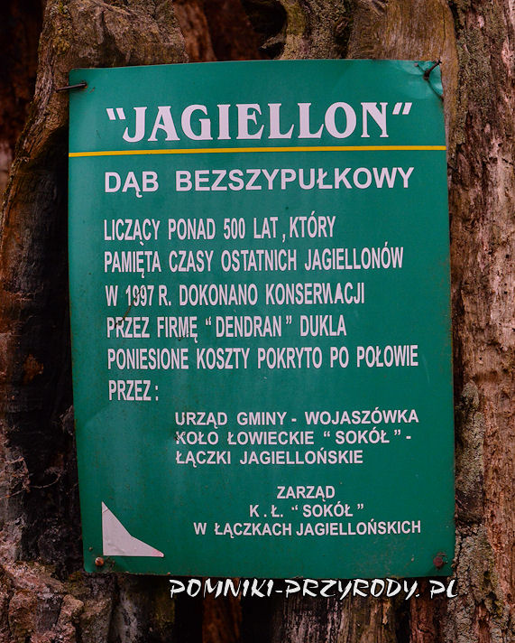 tablica na pniu dębu Jagiellon