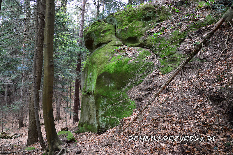 2. Pomnikowa skałka w lesie Pałki