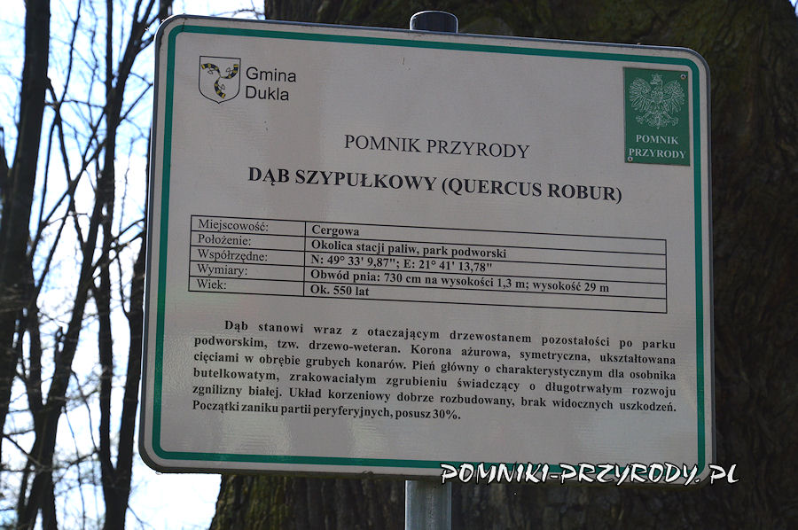 tablica przy pomnikowym dębie w parku podworskim w Cergowej
