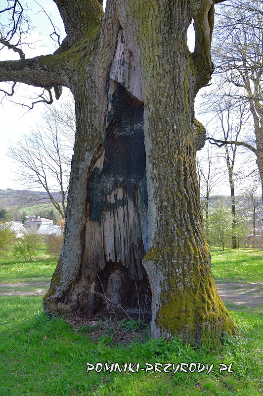 park w Kobylanach - ogromny ubytek w pomnikowym dębie