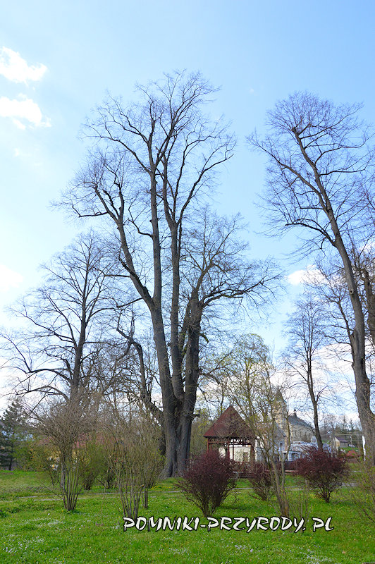 park w Kobylanach - pomnikowa lipa