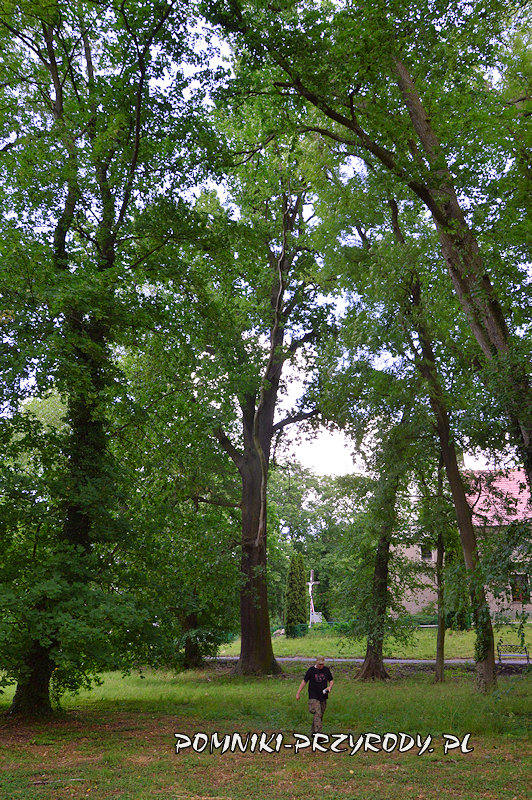 Drzonów - pomnikowy dąb widziany z wnętrza parku