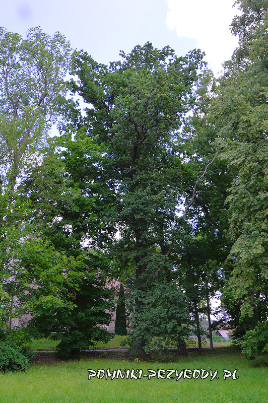 Drzonów - pomnikowy dąb widziany ze skraju parku