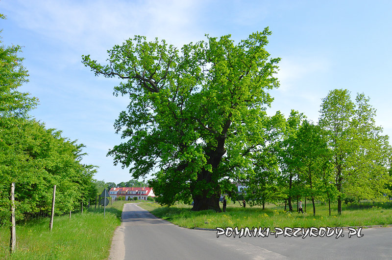 Kiełpin - pomnikowy dąb o obwodzie 847 cm
