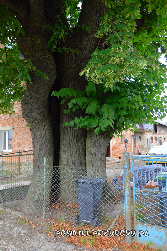 Bodzanów - pień pomnikowej lipy Maria Bodzanów - pień pomnikowej lipy Maria