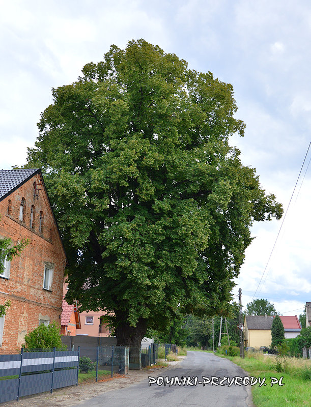 Bodzanów - pomnikowa lipa Maria Bodzanów - pomnikowa lipa Maria