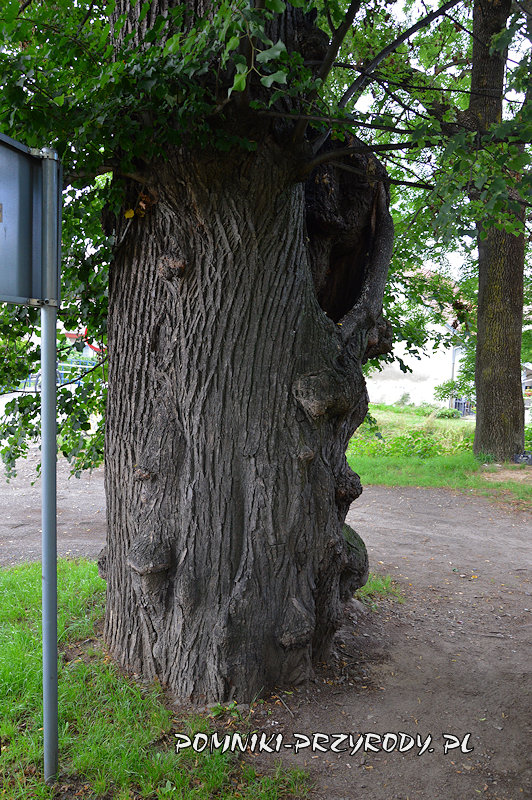 Jarnołtówek - pień pomnikowej lipy Jarnołtówek - pień pomnikowej lipy