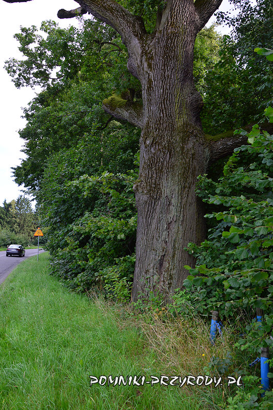 Nowy Świętów - pień dębu przy drodze 411 Nowy Świętów - pień dębu przy drodze 411