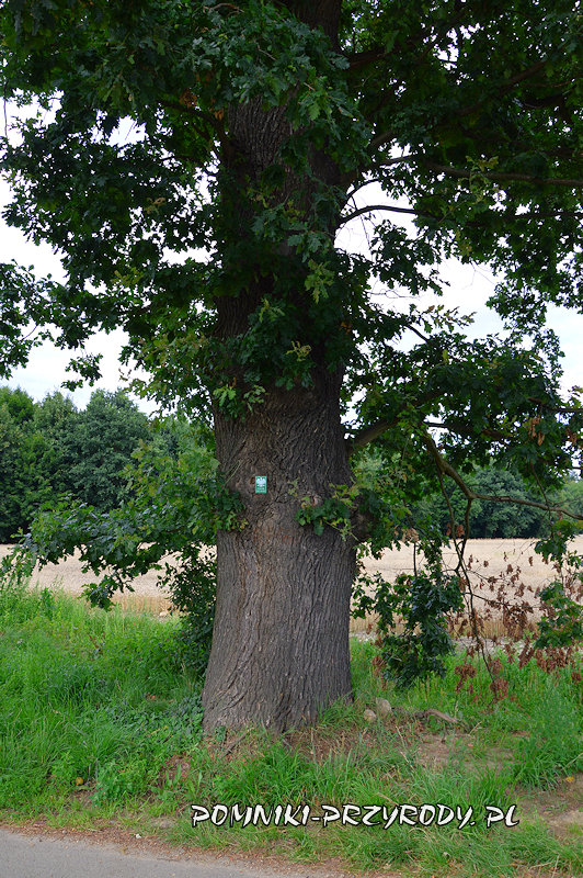 Nowy Świętów - pień pomnikowego dębu August Nowy Świętów - pień pomnikowego dębu August