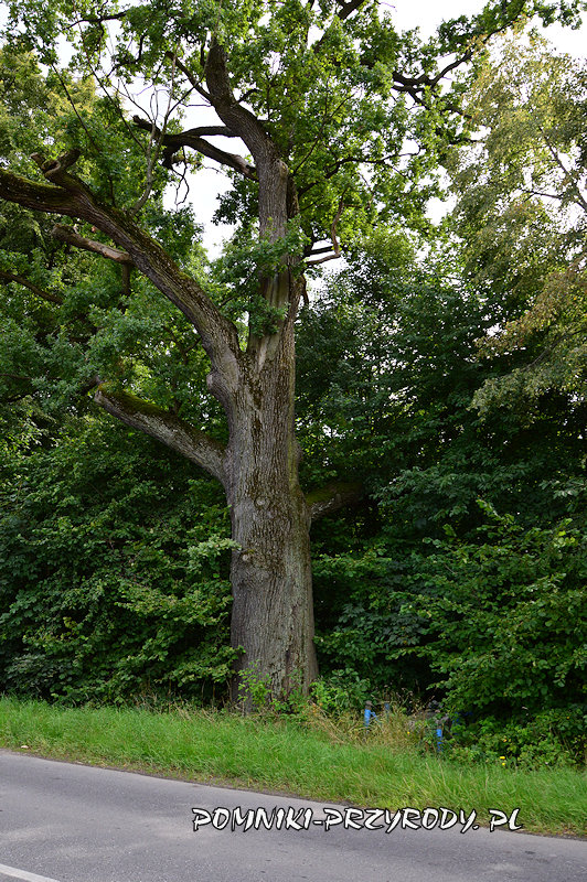 Nowy Świętów - pień pomnikowego dębu przy drodze 411 Nowy Świętów - pień pomnikowego dębu przy drodze 411