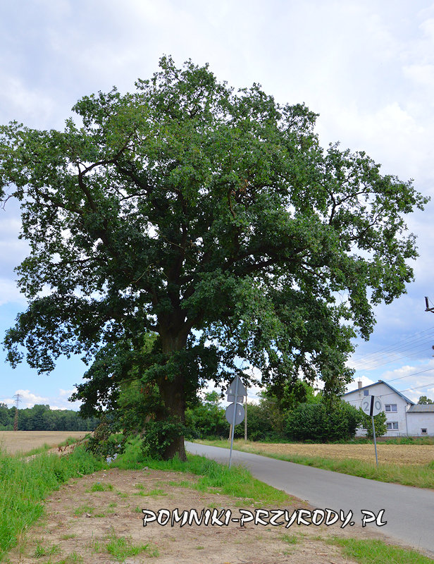 Nowy Świętów - pomnikowy dąb August Nowy Świętów - pomnikowy dąb August