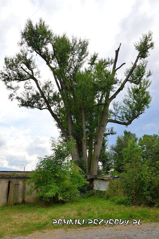 Nowy Świętów - pomnikowy klon srebrzysty Ryszard Nowy Świętów - pomnikowy klon srebrzysty Ryszard