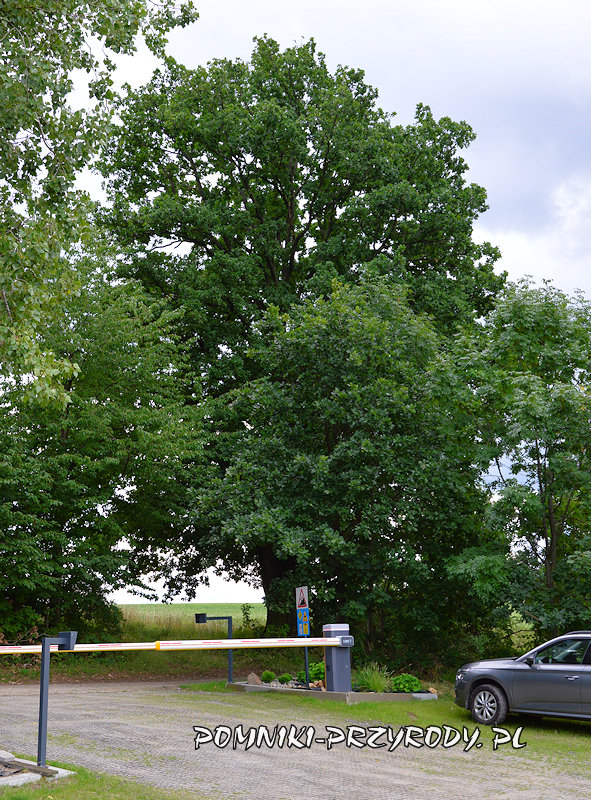 Podlesie - dąb szypułkowy Rafał Podlesie - dąb szypułkowy Rafał