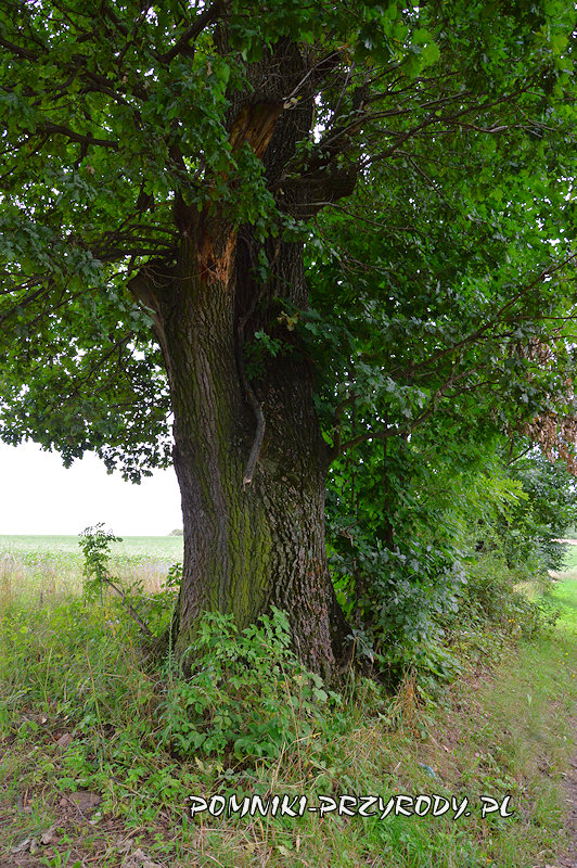 Podlesie - pień pomnikowego dębu Rafał Podlesie - pień pomnikowego dębu Rafał