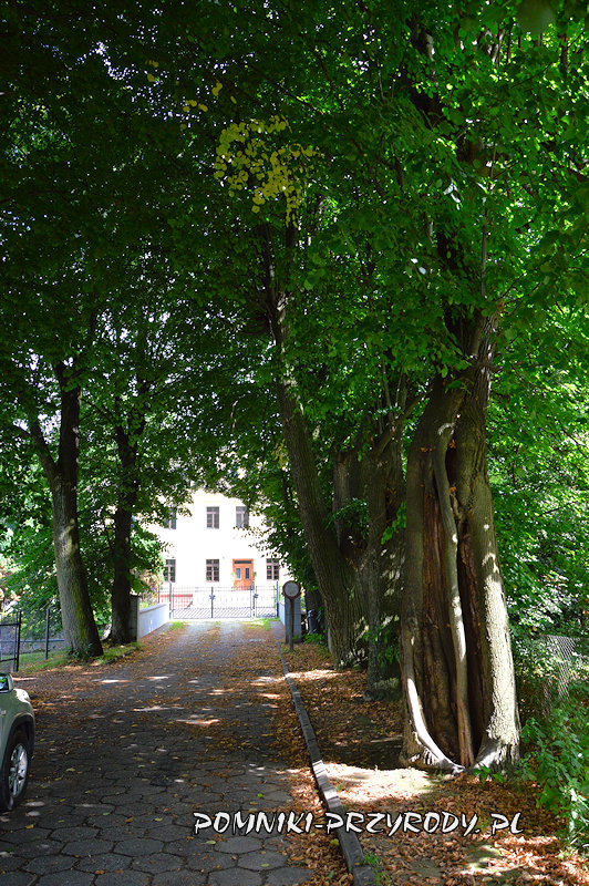 aleja lipowa prowadząca do pałacu w Jarnołtówku aleja lipowa prowadząca do pałacu w Jarnołtówku