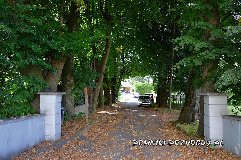 lipy przy drodze do pałacu w Jarnołtówku lipy przy drodze do pałacu w Jarnołtówku