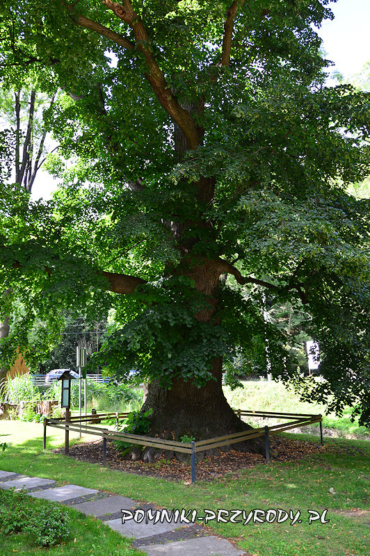 otoczony płotkiem pień pomnikowej lipy z Pokrzywnej otoczony płotkiem pień pomnikowej lipy z Pokrzywnej