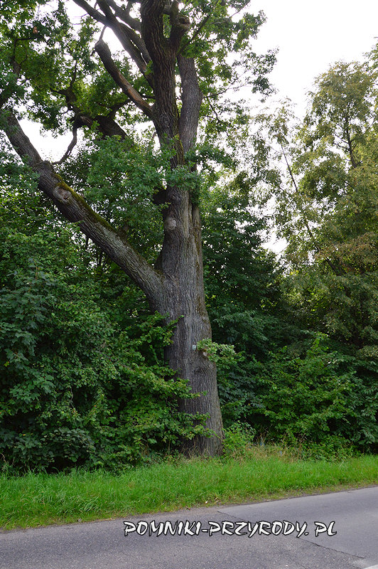 pień pomnikowego dębu przy drodze 411 w Nowym Świętowie pień pomnikowego dębu przy drodze 411 w Nowym Świętowie