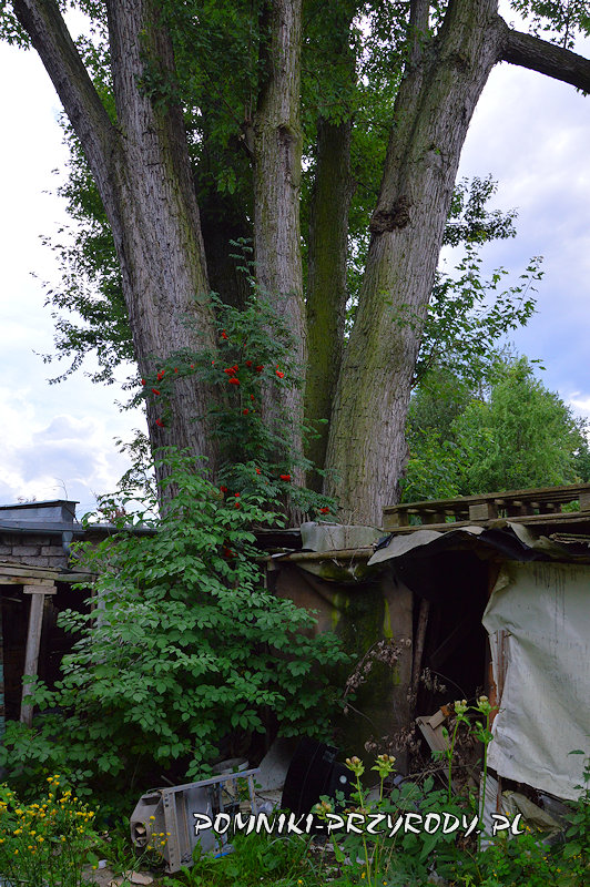 pień pomnikowego klonu srebrzystego w Nowym Świętowie pień pomnikowego klonu srebrzystego w Nowym Świętowie