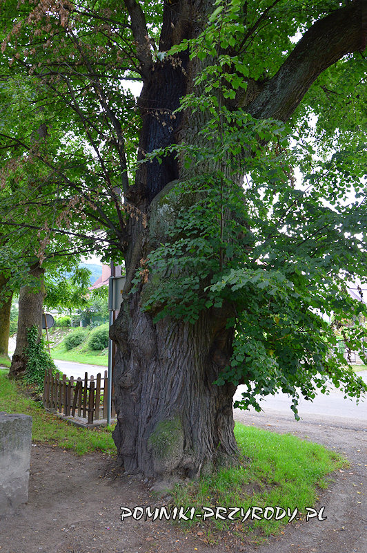 pień pomnikowej lipy z Jarnołtówka z widocznym ubytkiem pień pomnikowej lipy z Jarnołtówka z widocznym ubytkiem