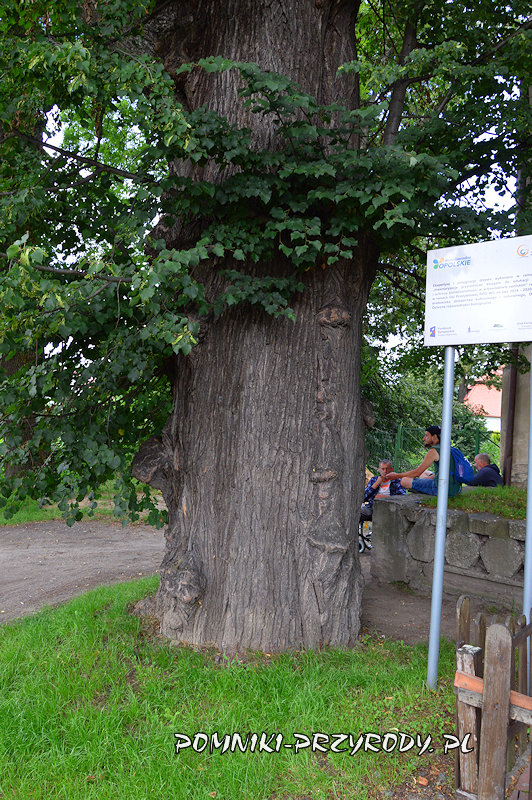 pień pomnikowej lipy z Jarnołtówka pień pomnikowej lipy z Jarnołtówka
