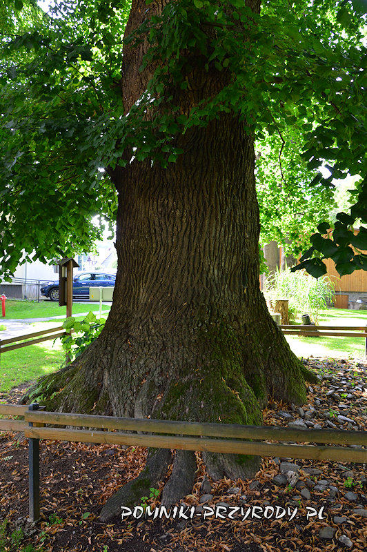 pień pomnikowej lipy z Pokrzywnej pień pomnikowej lipy z Pokrzywnej