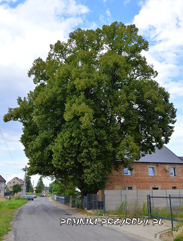 pomnikowa lipa Maria z Bodzanowa pomnikowa lipa Maria z Bodzanowa