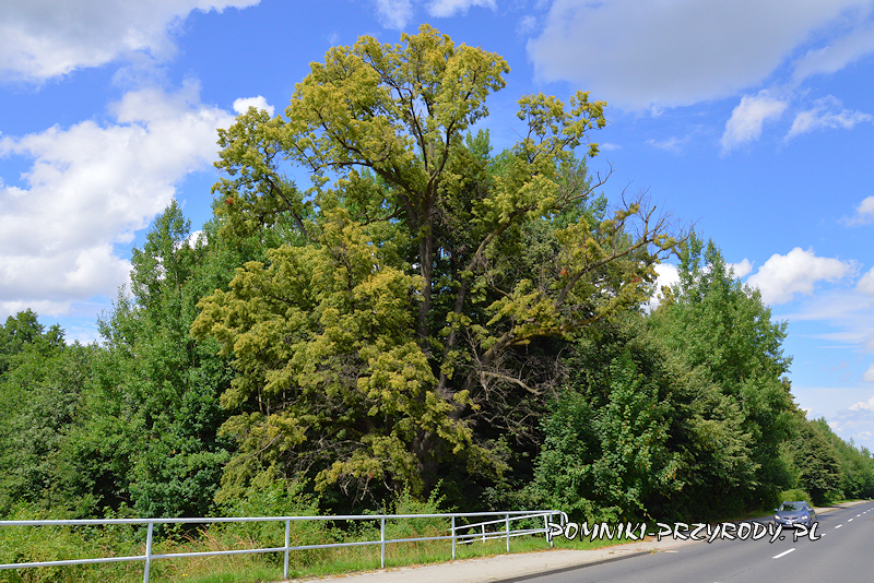 pomnikowa lipa Zbigniew z Konradowa pomnikowa lipa Zbigniew z Konradowa