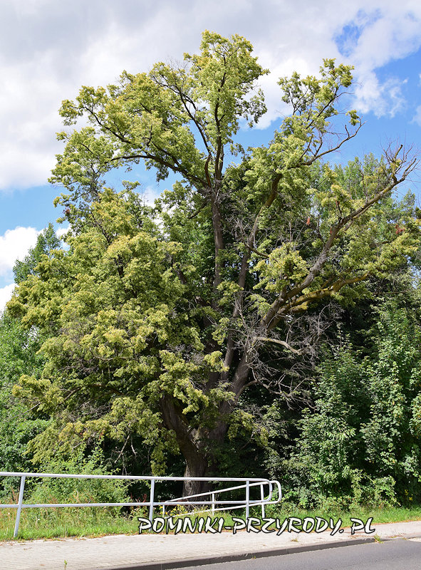 pomnikowa lipa drobnolistna Zbigniew z Konradowa pomnikowa lipa drobnolistna Zbigniew z Konradowa