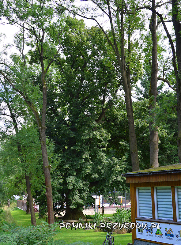 pomnikowa lipa drobnolistna z Pokrzywnej pomnikowa lipa drobnolistna z Pokrzywnej