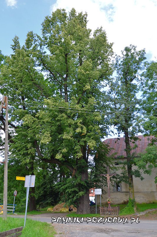 pomnikowa lipa z Jarnołtówka pomnikowa lipa z Jarnołtówka