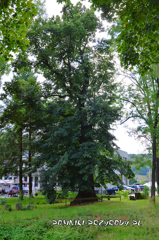 pomnikowa lipa z Pokrzywnej od strony rzeki pomnikowa lipa z Pokrzywnej od strony rzeki