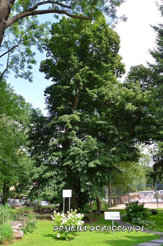 pomnikowa lipa z Pokrzywnej pomnikowa lipa z Pokrzywnej